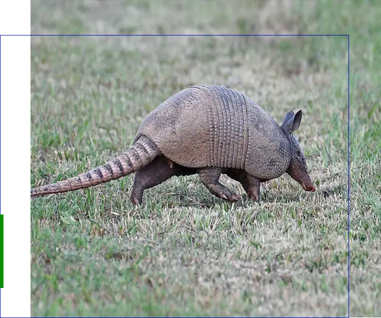 A armadillo walking across the grass in its natural habitat.