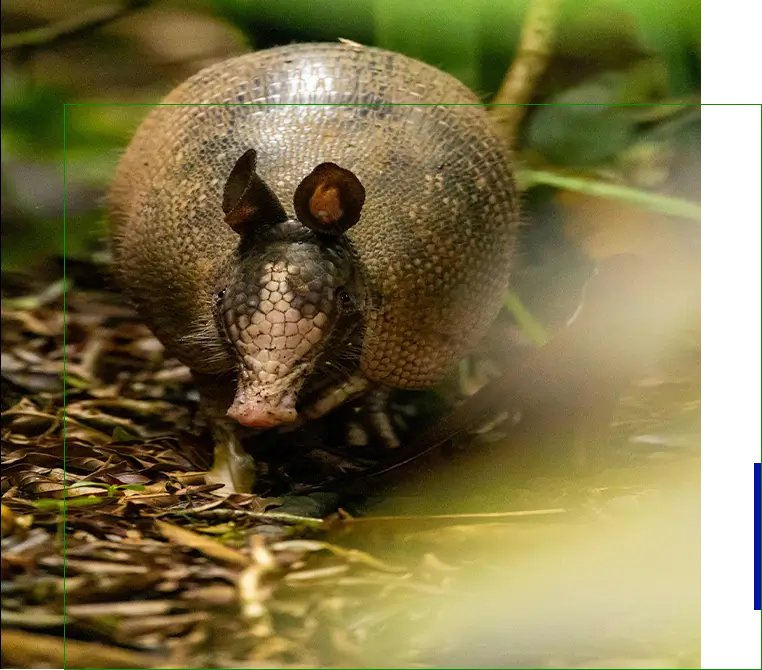 A small animal is walking through the grass.